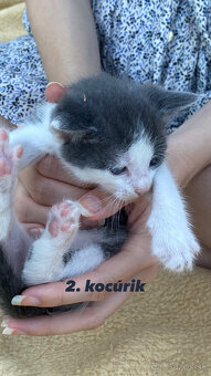 🐾Predáme mačiatka z Dunajskej Lužnej - 10€🐾 - 2