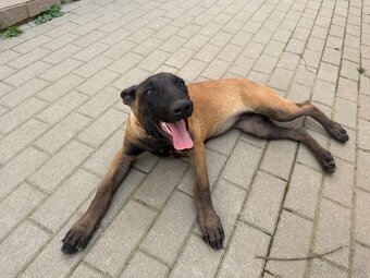 Belgický ovčiak- Malinois - 2