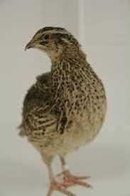 Japonské prepelice - 2