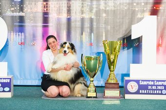 Austrálsky ovčiak - štěniatka - 2