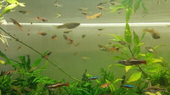 P: gupky endlerky - 2