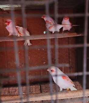 Predam Kanarikov - 2