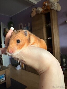 sýrsky škrečok - 2