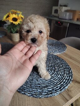 Toy pudel - 2