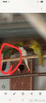 Papagáj kráľovský - 2