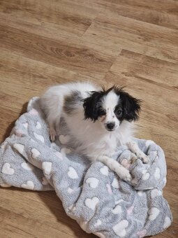 Papillon šteniatko phalene - 2