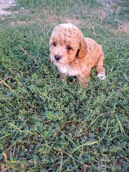Mini maltipoo,maltipo - 2