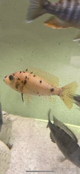 Predam cichlidy Aulonocara calico - 2