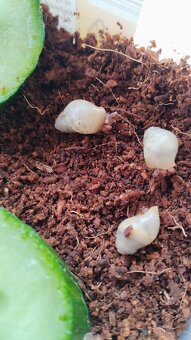 Lissachatina ireladei albino shell - 2