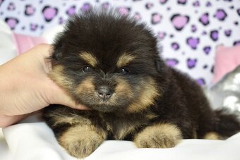 Pomeranian s PP fenka Black and Tan - 2