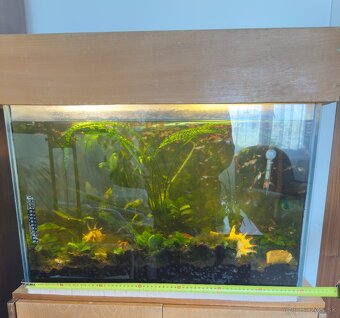 Akvarium s Gupkami - 2