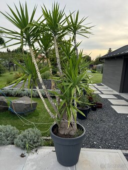 Kvety na predaj JUKA - YUCCA - 2