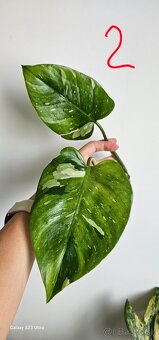 Philodendron fresh aurea - 2