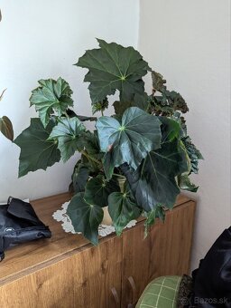 Begonia ricinifolia - 2