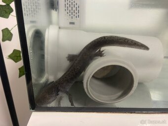 Predám axolotla a akvárium - 2