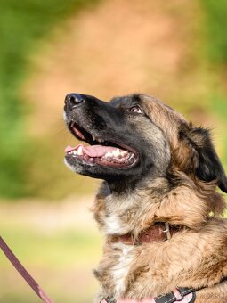 Darujem mohutnú sučku pandu - mix leonberger - 2