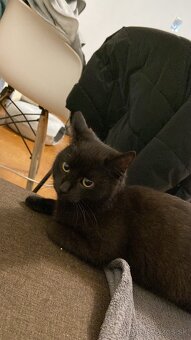 Darujem 9 mesačnú mačku - 2