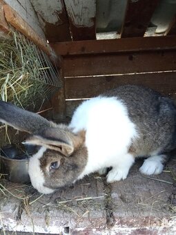 Predám králiky Šarišský obor - 2