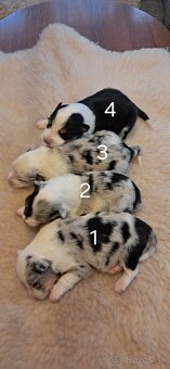 Border kólia šteniatka - 2