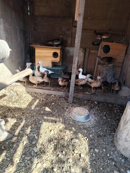 Mandarínske kačičky - 2