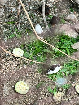 Prepelica čínska - 2