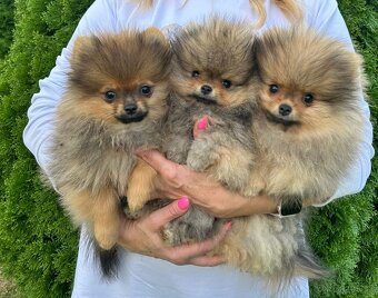 Pomeranian s PP, Chovatelská stanica Nucháčik poms - 2