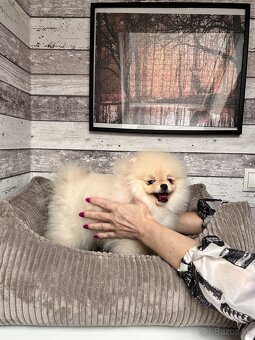 Pomeranian s PP, Chovatelská stanica Nucháčik poms - 2