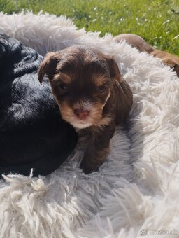 Čokoládová sučka Yorkshira. - 2