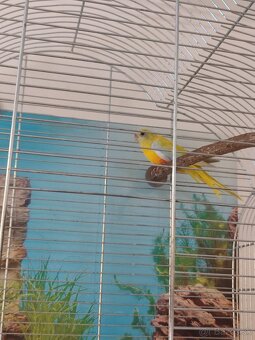 Neoféma tyrkysová - 2