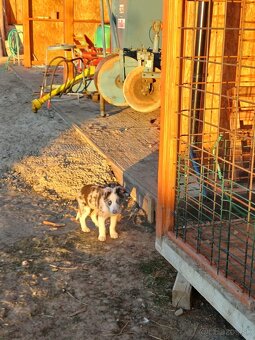 Predám border kóliu - 2