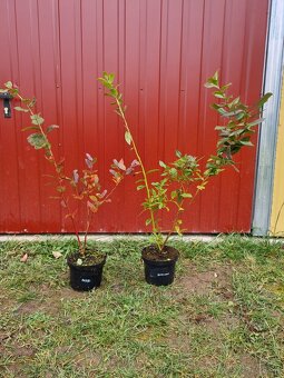 Čučoriedky kanadské sadenice - 2