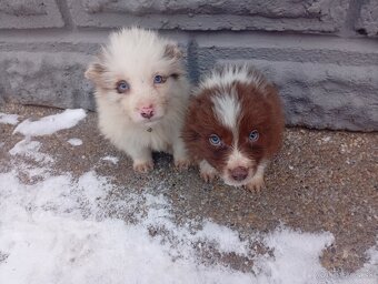 Border kolia,collia - 2