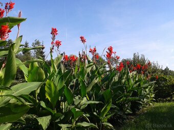 ČERVENÁ KANA INDICKÁ - 2