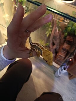 Pagekon riasnatý - 2