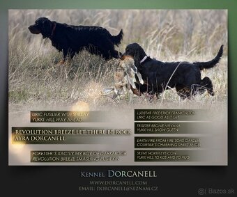 Gordon seter s PP, Gordonsetr, setr - 2