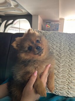 Šteniatká pomeranian - 2