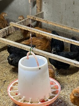 kuriatka amrox,hempšír  a australorpka čierna. - 2