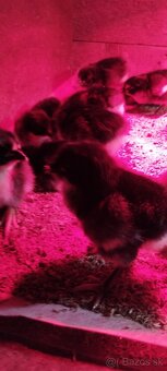 Kuriatka AUSTRALORP - 2