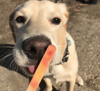 miešaní labrador retriver - 2