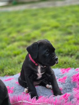 Cane corso s PP - 2