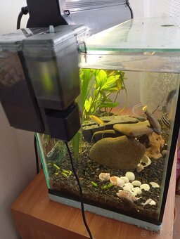 akvarium - 2