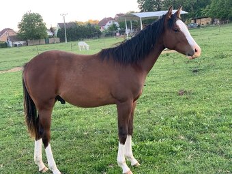 Qh - 2
