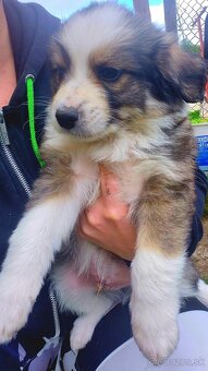 Predám mix corgi x bordelkolia - 2
