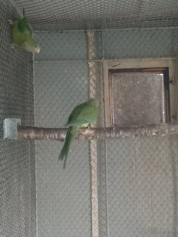 Papagáj nádherný - 2