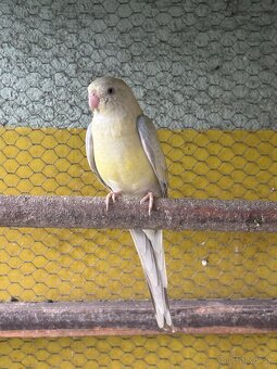 Papagáj Spevavý - 2