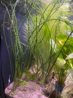 Valisneria gigantea, Crinum calamistratum, Nymphoides Taiwan - 2