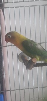 Predám Agapornisa - 2