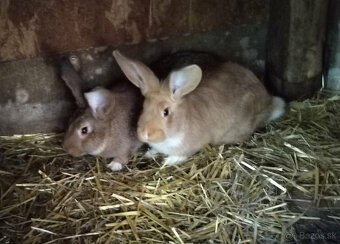 Predám králiky - 2