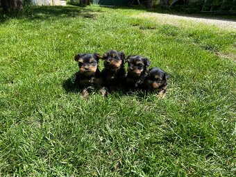Yorkshire terrier , York, Jorkšír,Yorkshir - 2