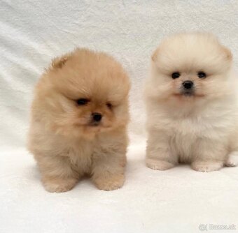 Pomeranian - trpasličí špic - 2